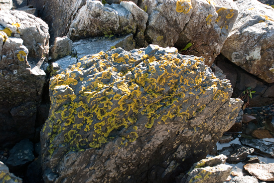 Orange Lichen on Rock