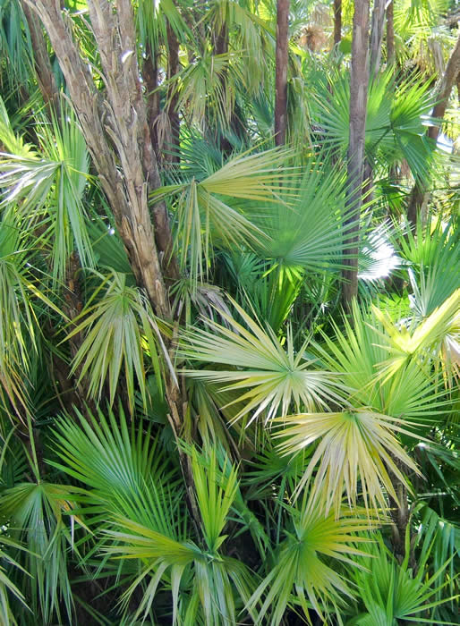 Palms Vertical