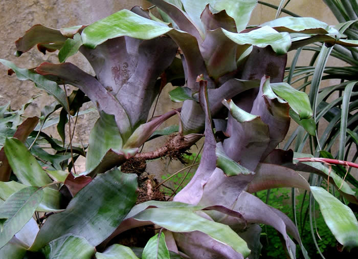 Purple & Green Succulent