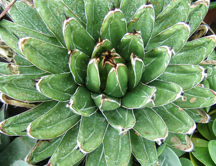 Round Succulent