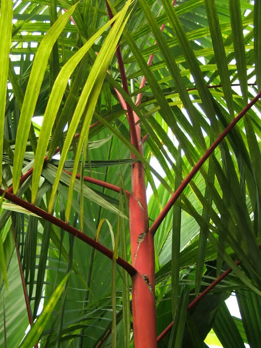 Red Palm