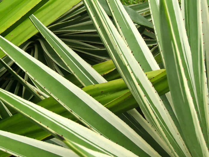Sword Plant I