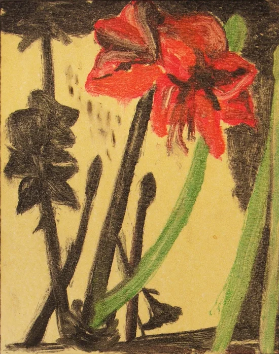 Amaryllis