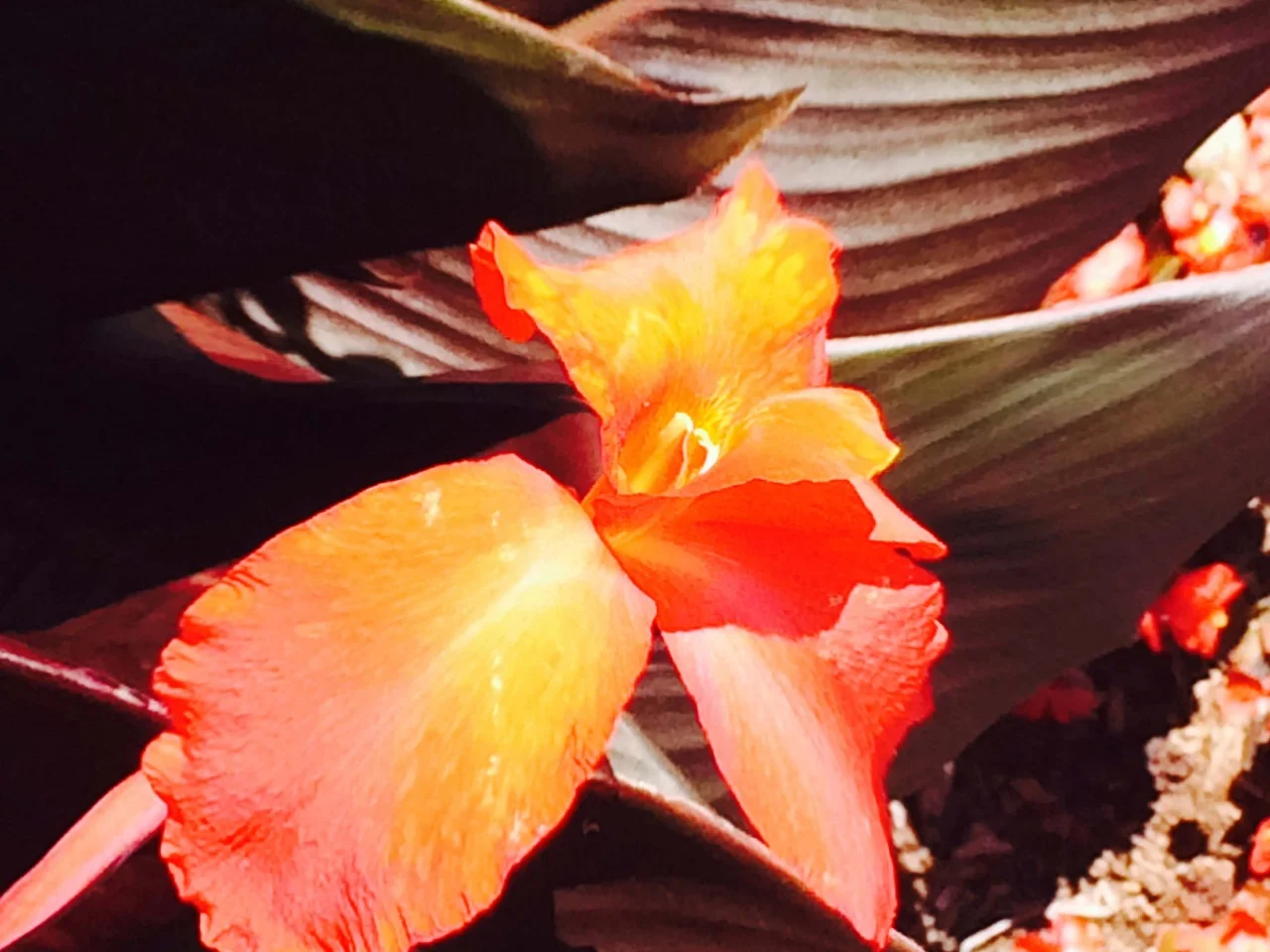 Cannas.Final.jpg