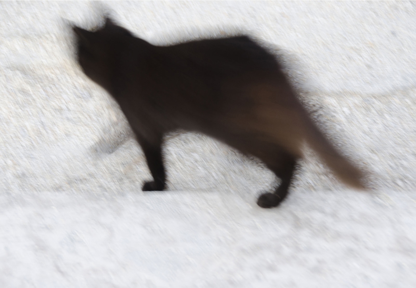 Black Cat