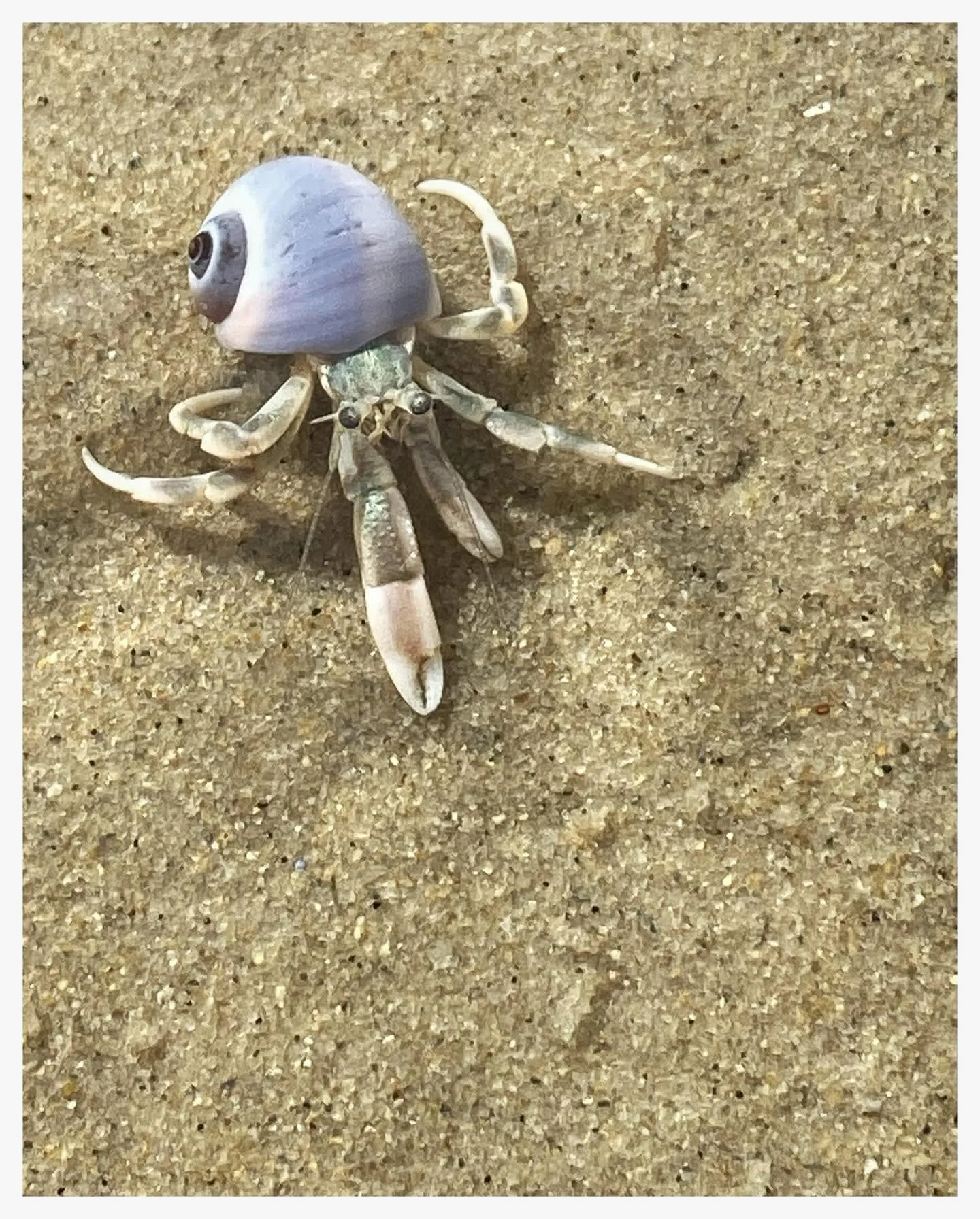 Beach day. #perfectday #beachday #beachvibes #scussetbeach #hermitcrab #hermitcrabsofinstagram