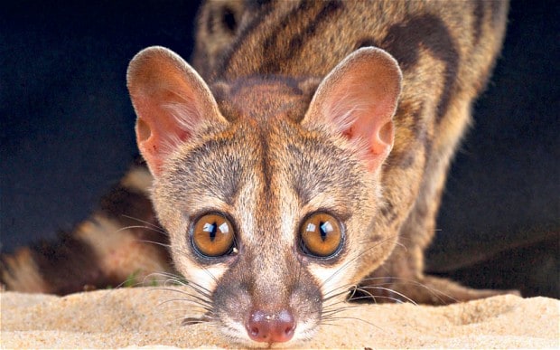 The Rhetorical Secretions of the Civet Cat
