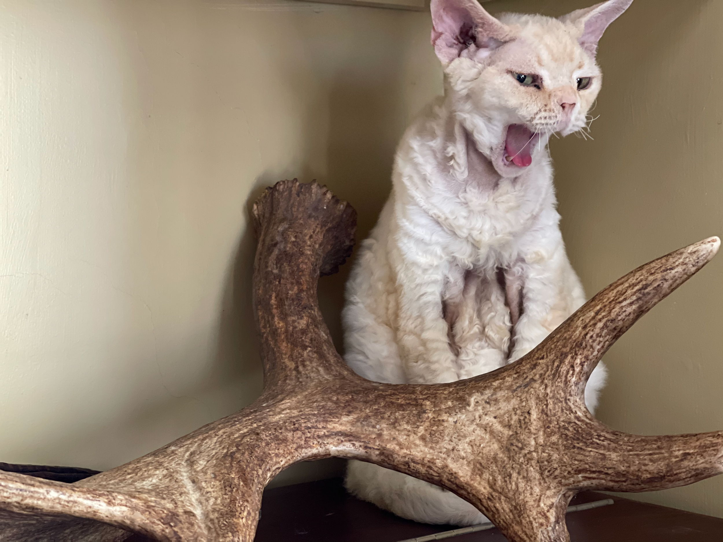 To tell a story, put a camera on a cat.