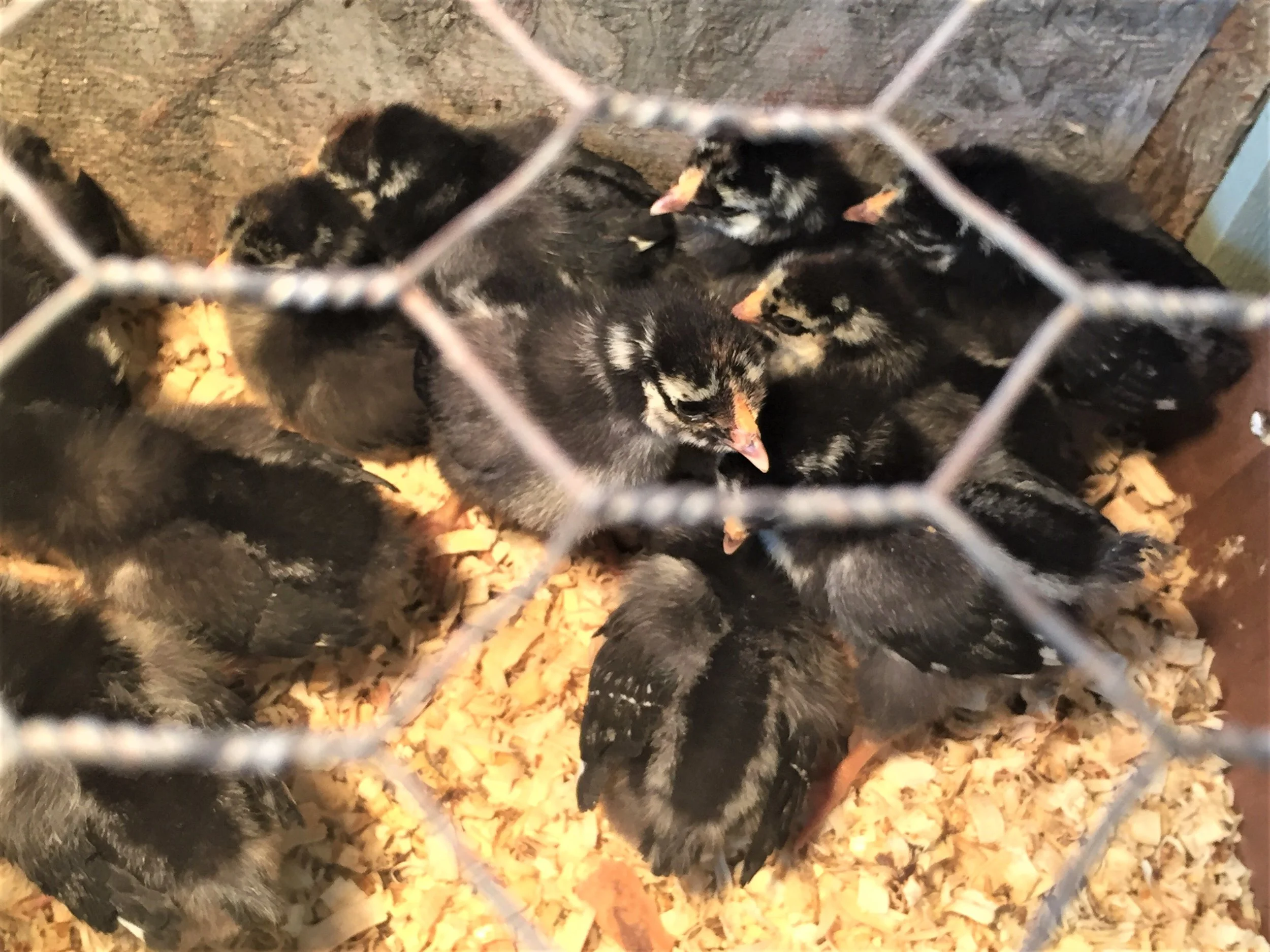 These little guys are so sweet and entertaining!