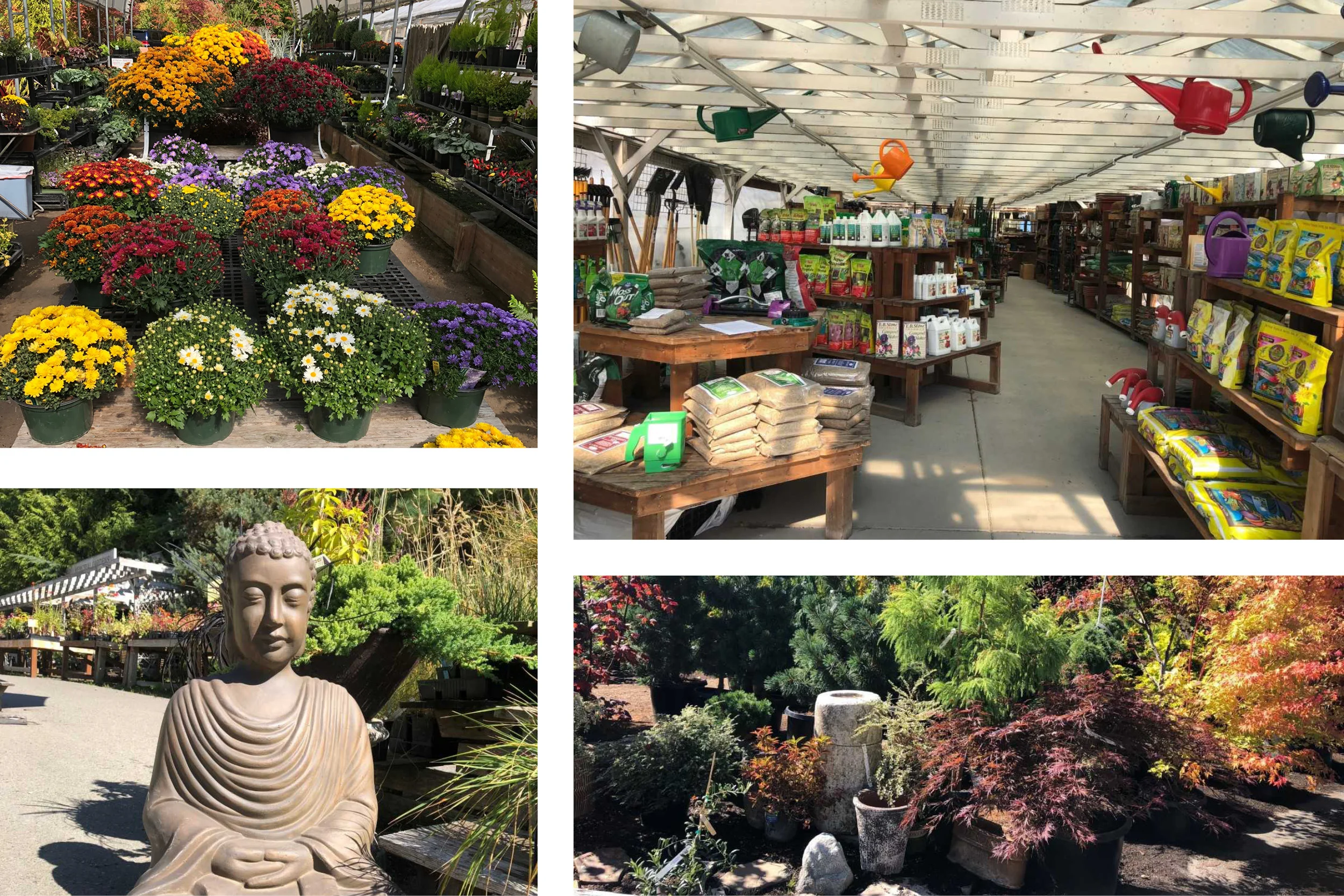 The fall foliage at Bainbridge Gardens is beautiful to peruse.