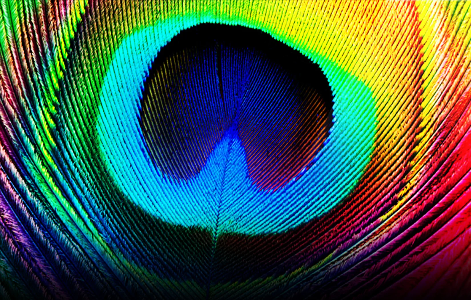 Peacock 72dpi.jpg