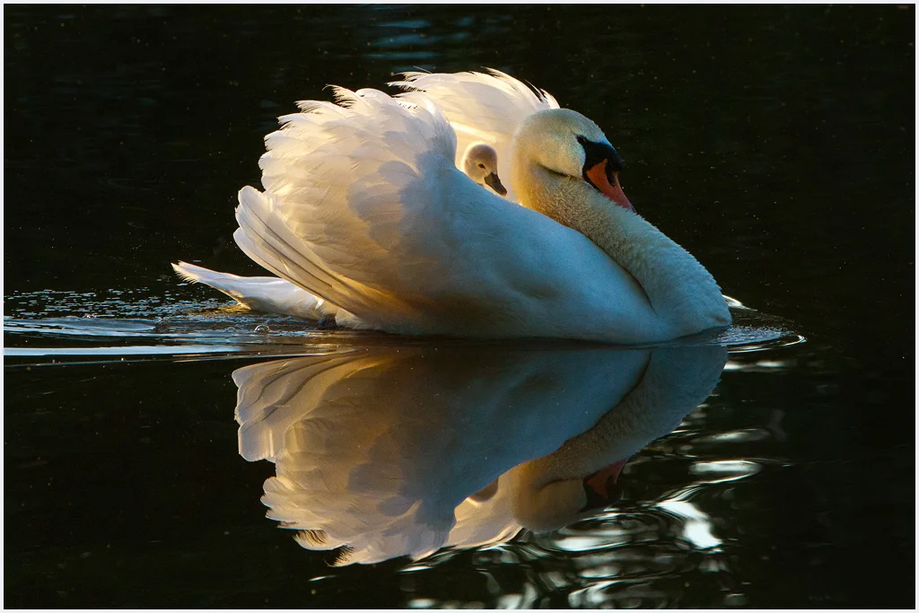 Swan Mom and Baby, Janet Chung