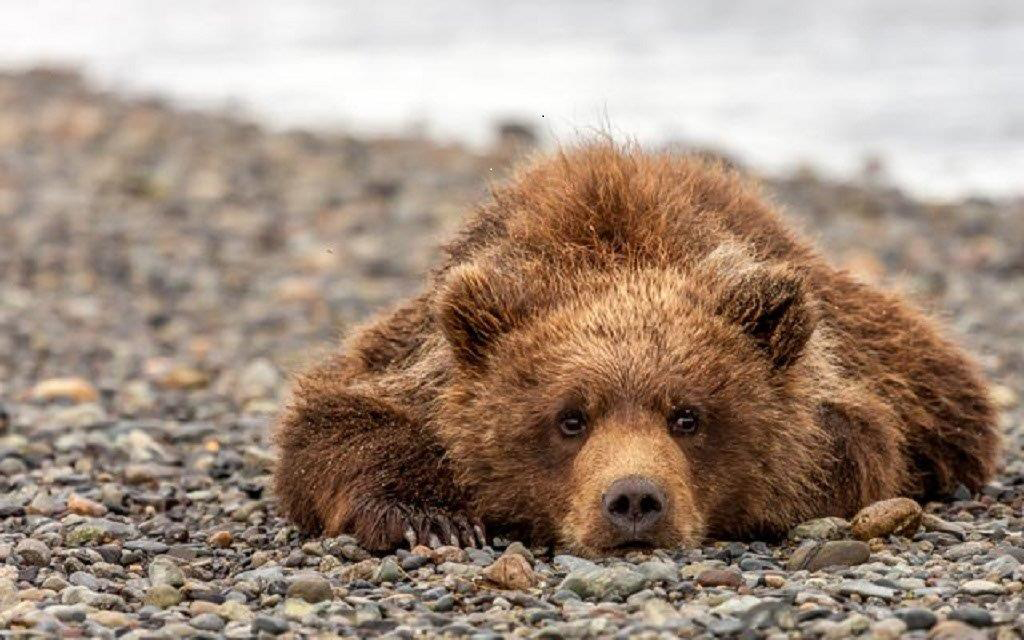 Bear-ly Alert, Brenda Smith, Cowtown CC, 2nd Place