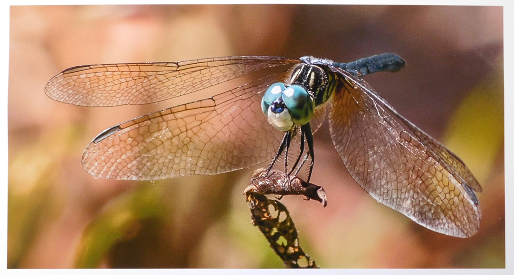 My Blue Eyed Boy, Shirley Pohlman, National Park PC, 3rd Place