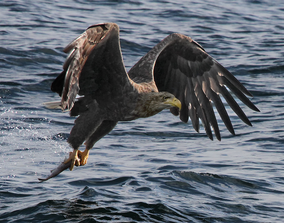 Whitetailed Eagle with Fish, Kathy Reeves, Louisiana PS, 1st HM