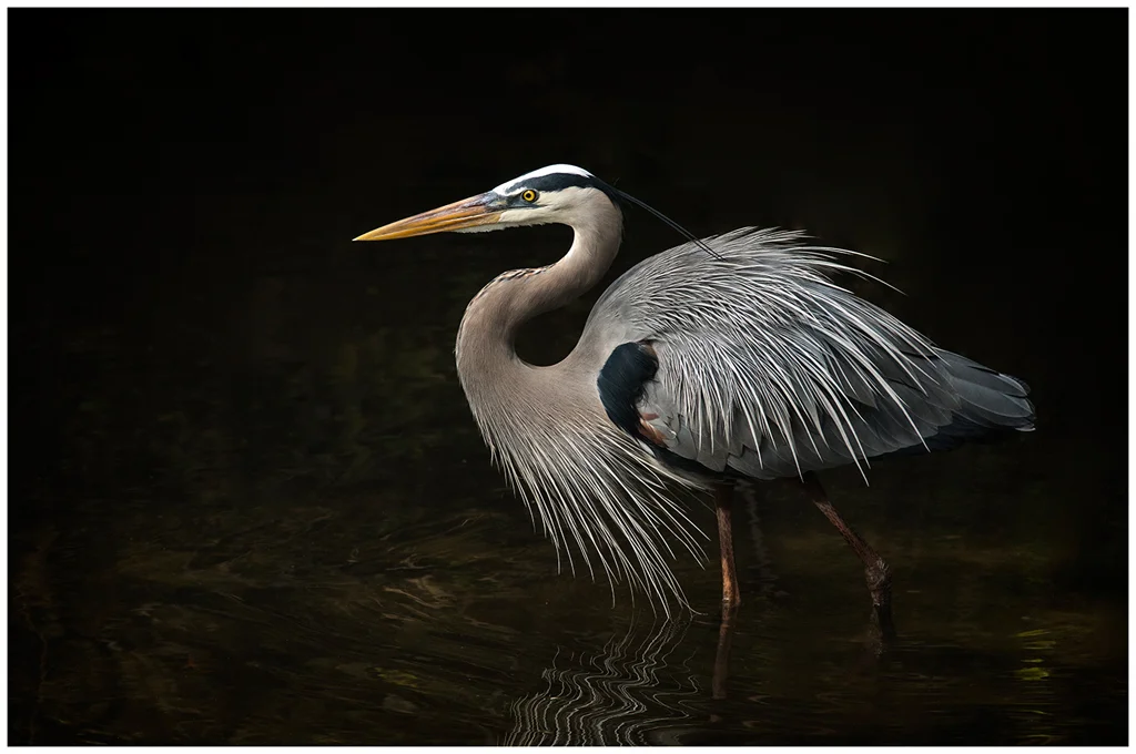 Agitated, Kay Williams, Oklahoma CC, 2nd Place