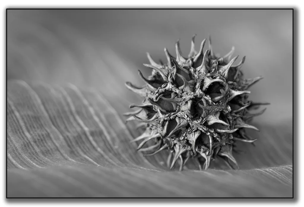 Star Seed, Rick Lecompte, Louisiana PS, 3rd Place