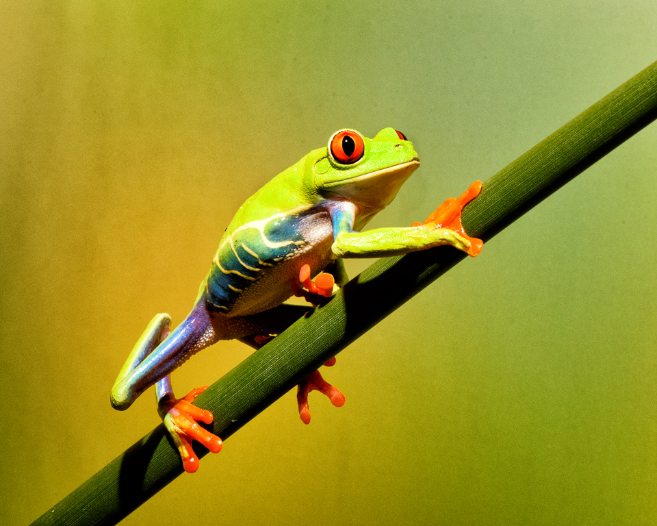 Red-Eyed Tree Frog,Nancy Crays,	Lafayette Photographic Society,	3rd Place,Color Prints