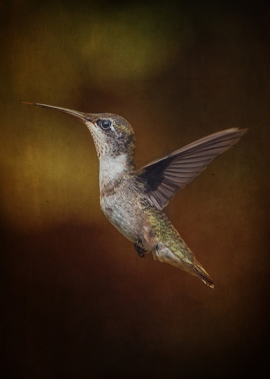 Hummingbird Profile,Pat Leger,Lafayette Photographic Society,1st Place,Color Projected