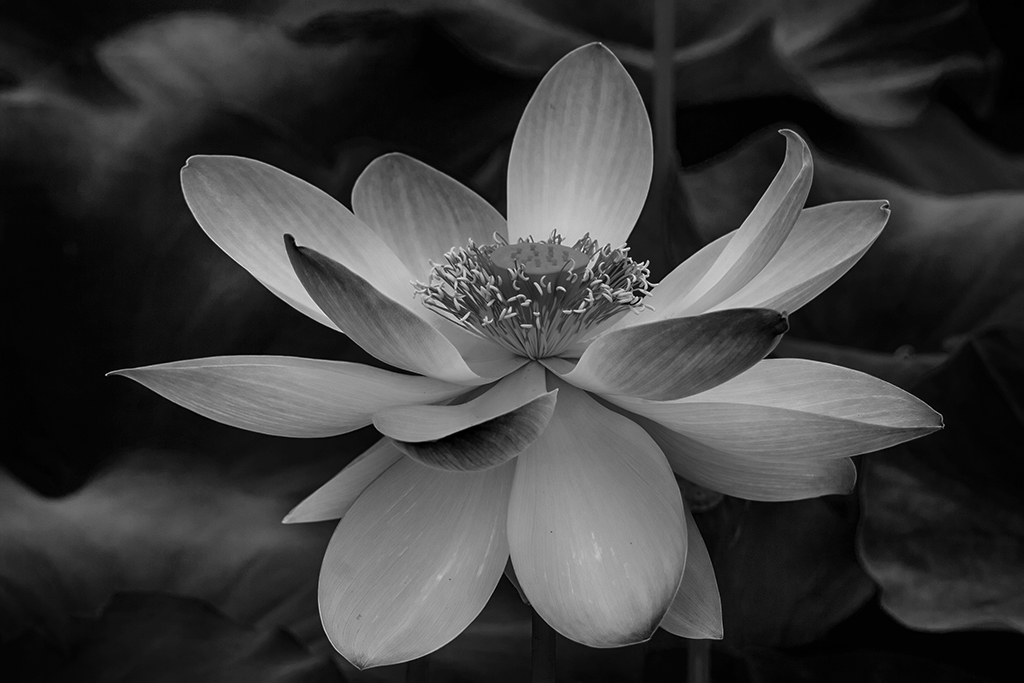 Lotus Blossom,	Evelyn Sandler,	Houston Camera Club,2nd Place,Mono Projected