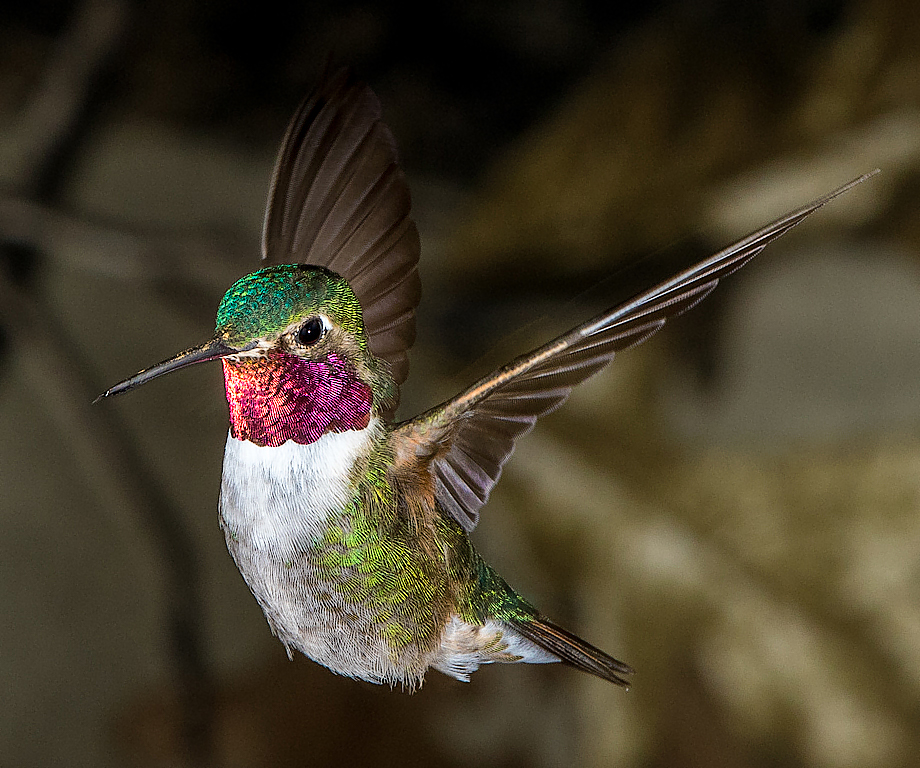 Broad Tailed Hummingbird,Fred Land,Cowtown Camera Club,3rd Place,Nature Projected
