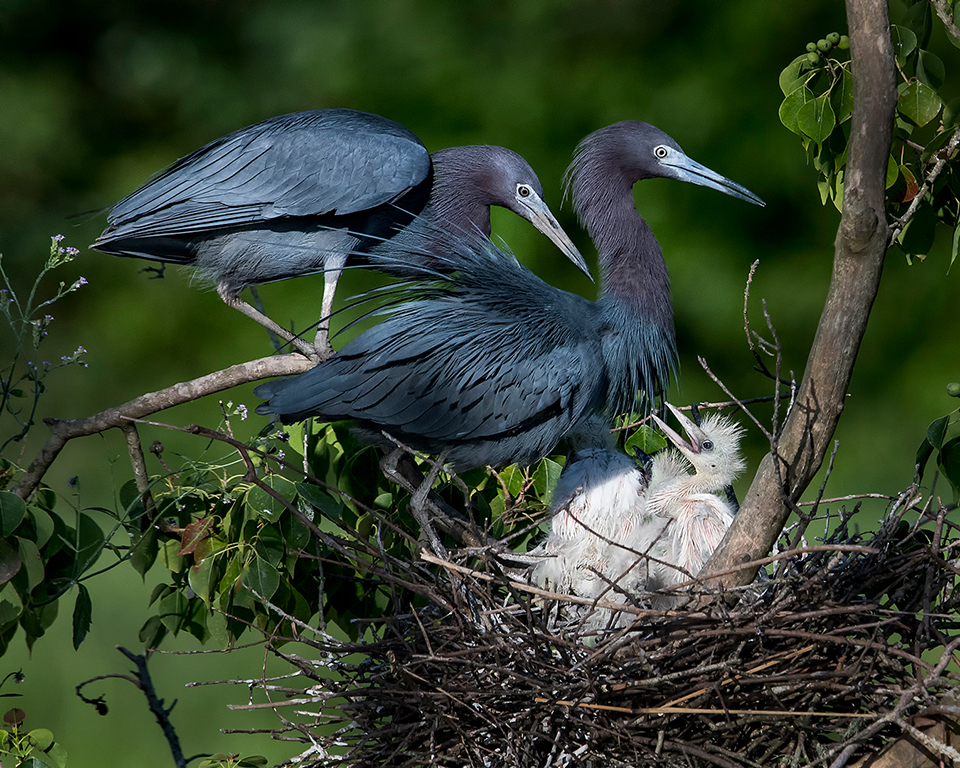 Family Affair,David Morgan,Cowtown Camera Club,2nd Place,Nature Projected