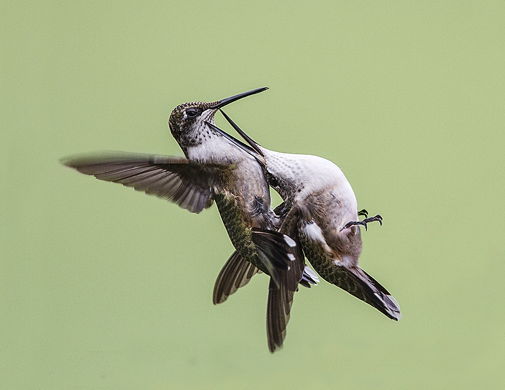 Juvenile Hummingbirds Fighting,Marilyn Holloway,Houston Camera Club,1st HM,Nature Projected