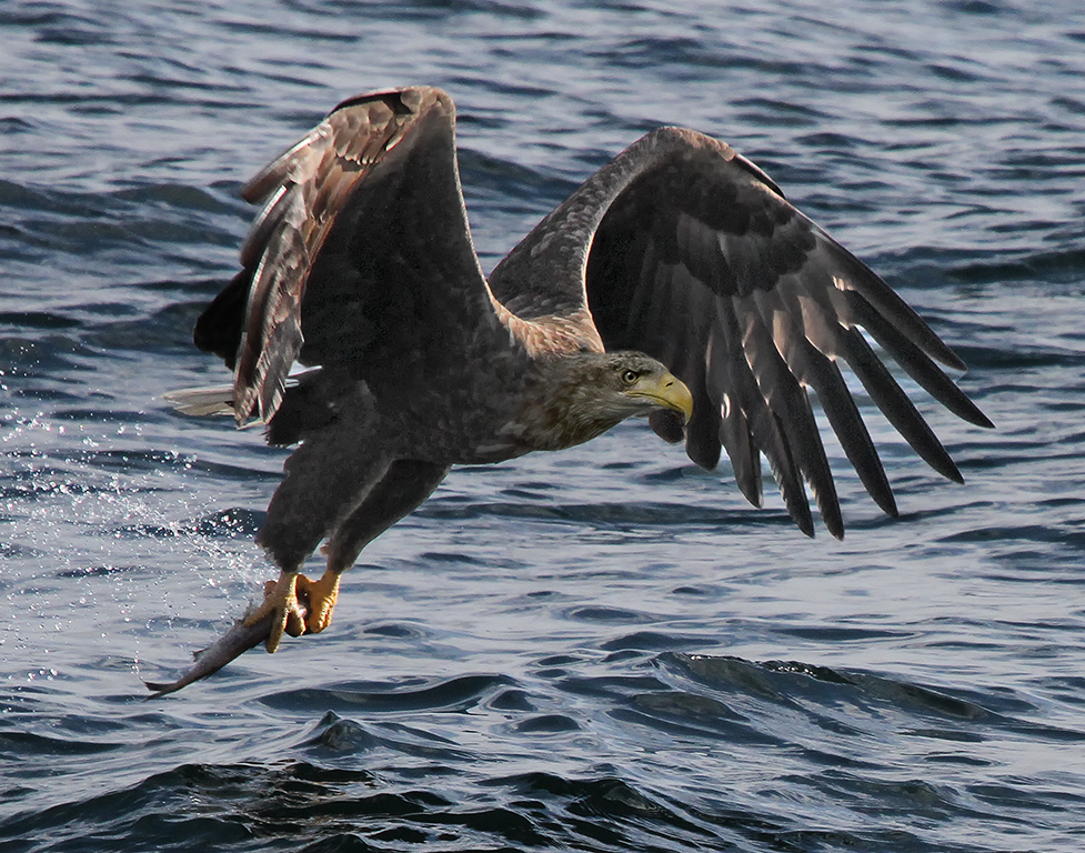 Whitetailed Eagle with Fish,Kathy Reeves,Louisiana Photographic Society,2nd HM,	Nature Projected