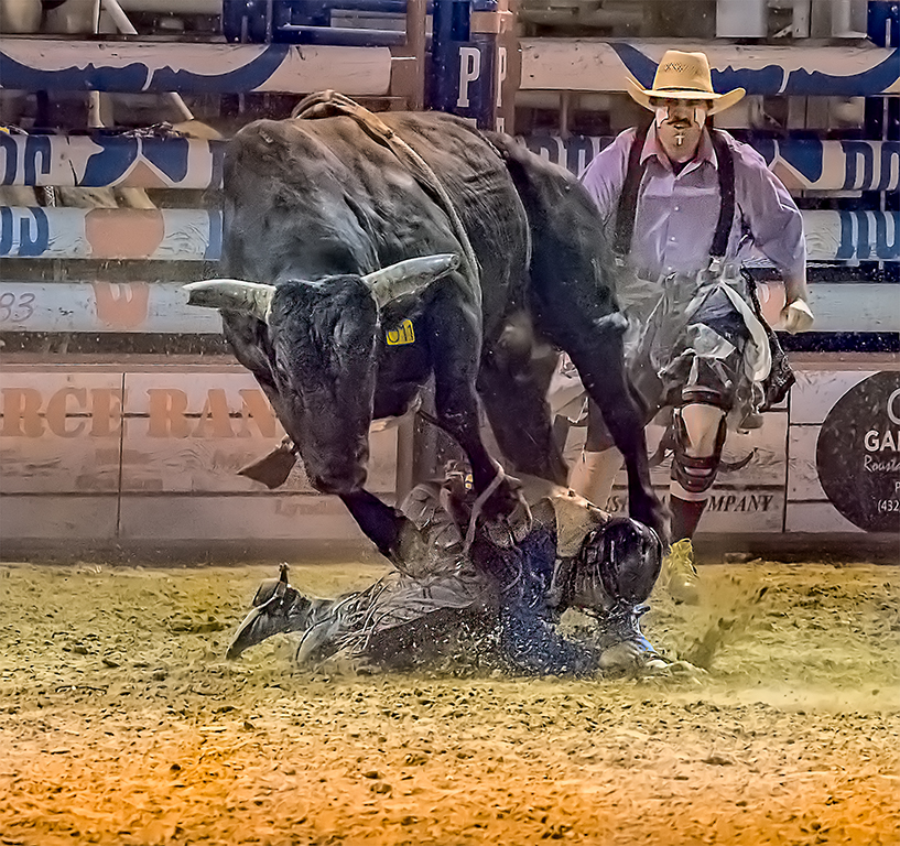 Getting Stepped On,Tom Savage,Cowtown Camera Club,2nd Place,PJ Projected