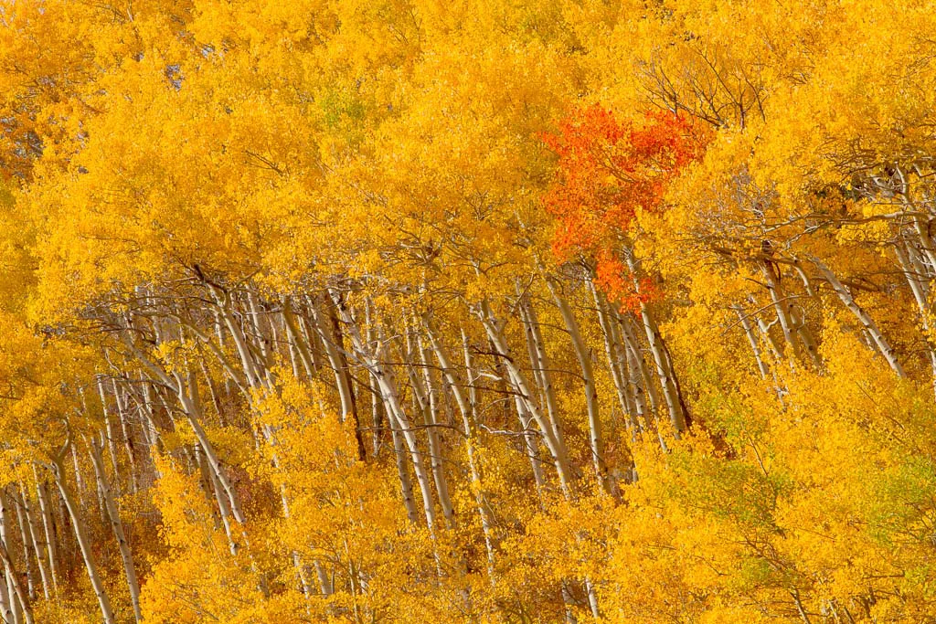 Yellowstone..Orange Tree in Yellow, Mark Lagrange, GNOCC, 2nd HM
