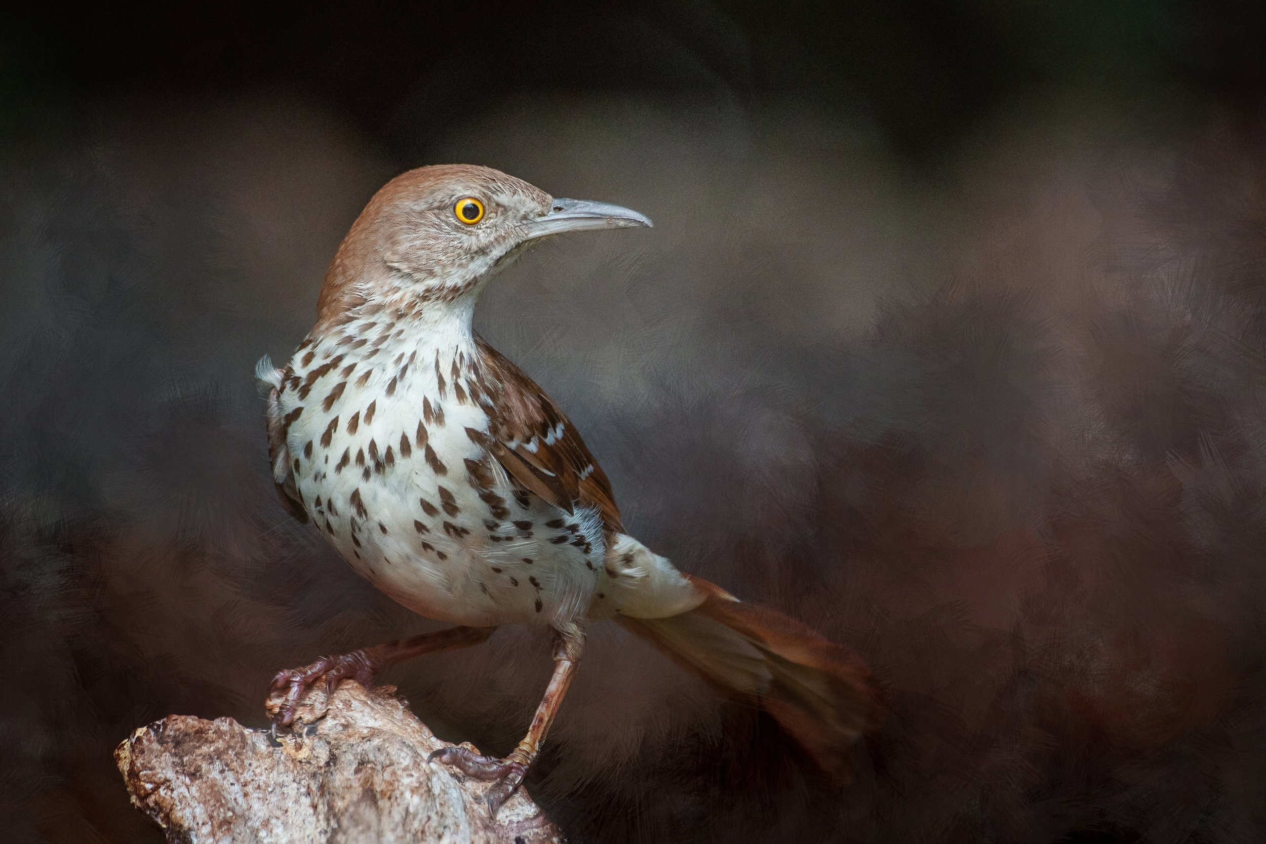Brown Thrasher, Pat Leger, Lafayette PS, 2nd