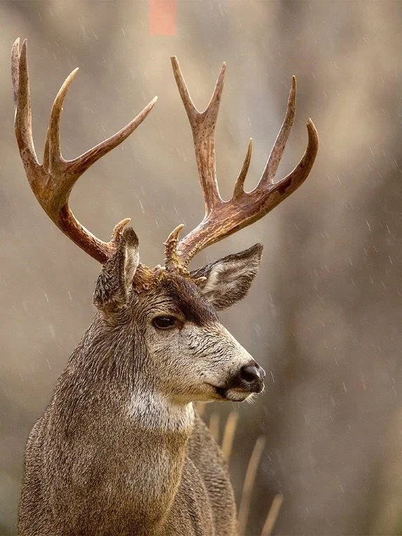 Buck in the Rain, David Morgan, Cowtown CC, 1st Place