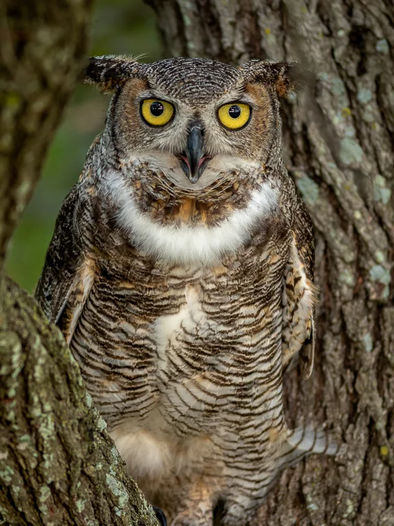 Great Horned Owl, Larry Petterborg, Dallas CC, 3rd Place