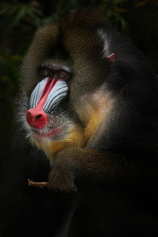 Mandrill with Giant ToothPick, Ed Broussard, Lafayette PS, 3rd Place