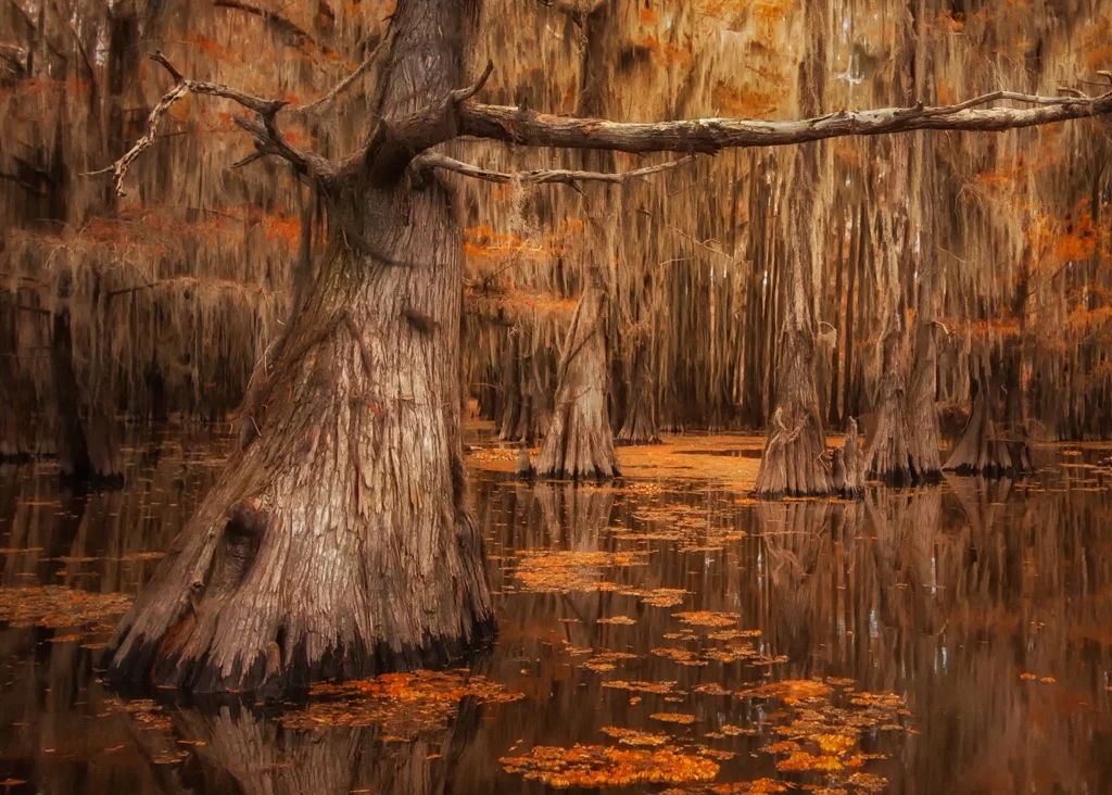 Caddo Lake, Valerie Johnson, Plano PC, 2nd Place