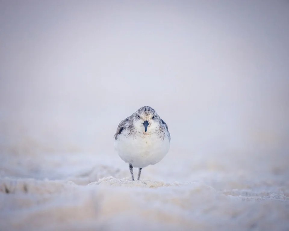 Sanderling, Tyler Smith, GNOCC, 3rd Place