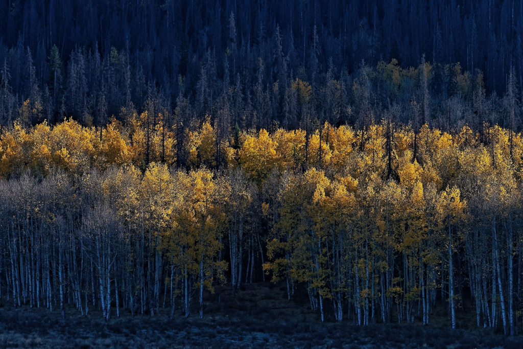 Morning Sunlight over Aspen Trees, Wenchi Lee, Plano PC, 3rd Place