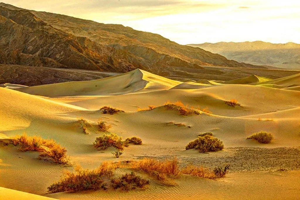 Desert Sand, Wendell Turner, Cowtown CC, 2nd HM