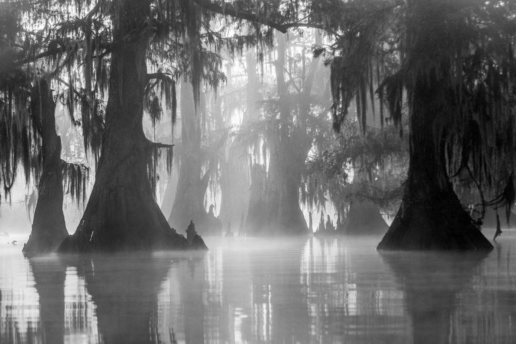  First Light, Renee Pierce, Louisiana PS, 2nd HM 