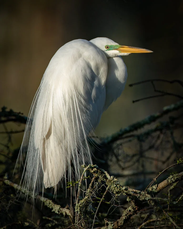 Swamp Egret, Fred Land, Cowtown CC, 2nd Place