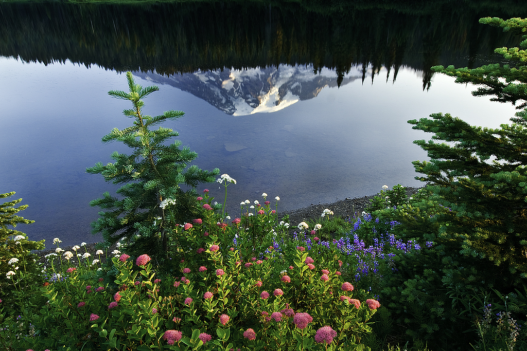  Rainier Wildflowers, Jack Harrison, Heard Nature PC, 3rd Place 