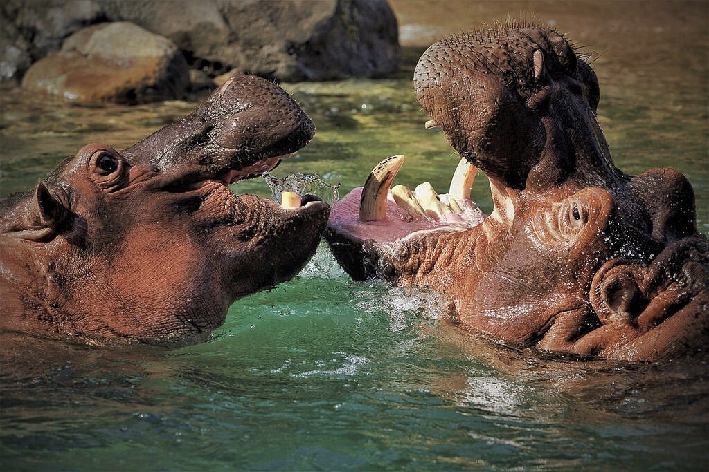  The Playing Hippos, Chih-Yun Chiang, Dallas CC, 1st Place 