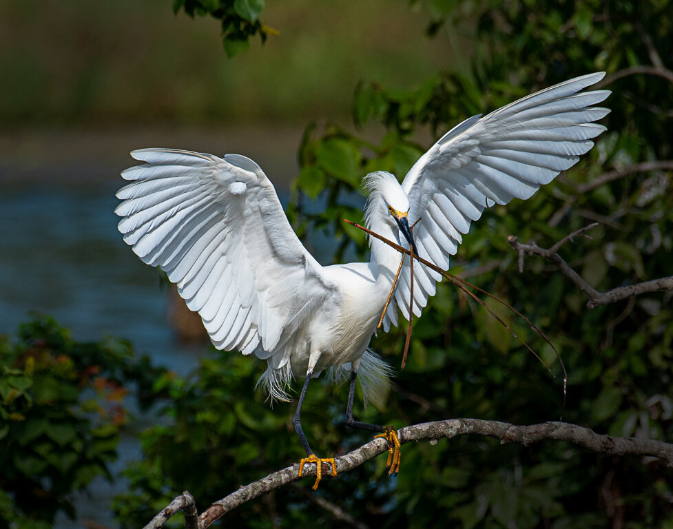 Nesting Material Pickup, Melany Musso, Lafayette PS, 2nd Place