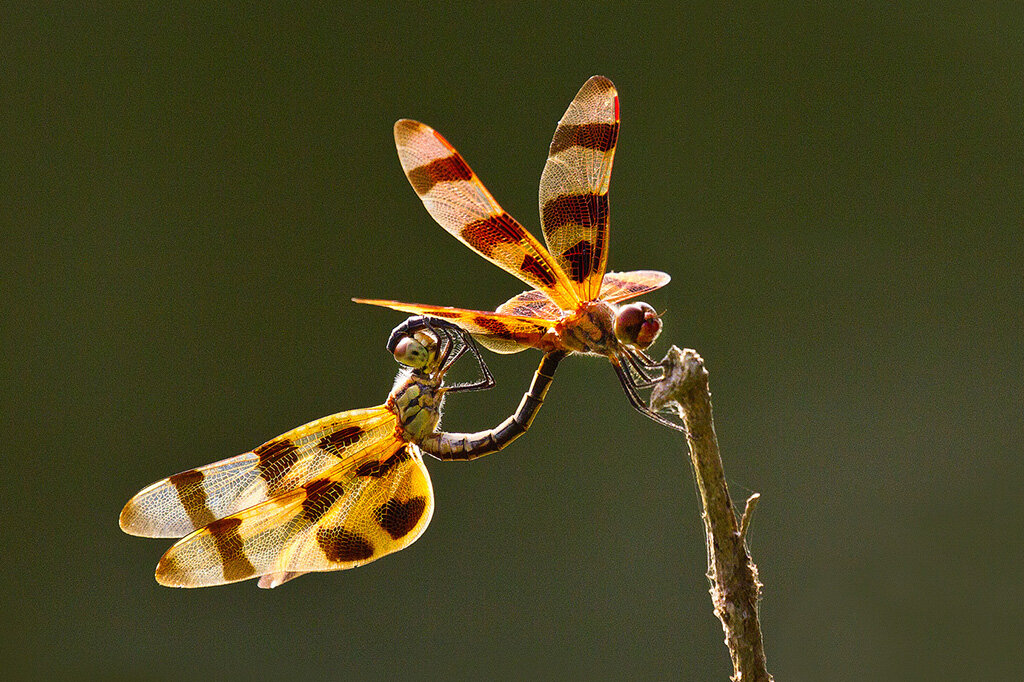  Dragonfly Mating, Janet Chung, Houston PC, 1st Place 