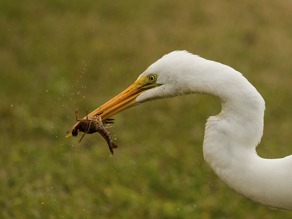  I Got You, Julius Klehm, Houston Camera Club, 2HM 