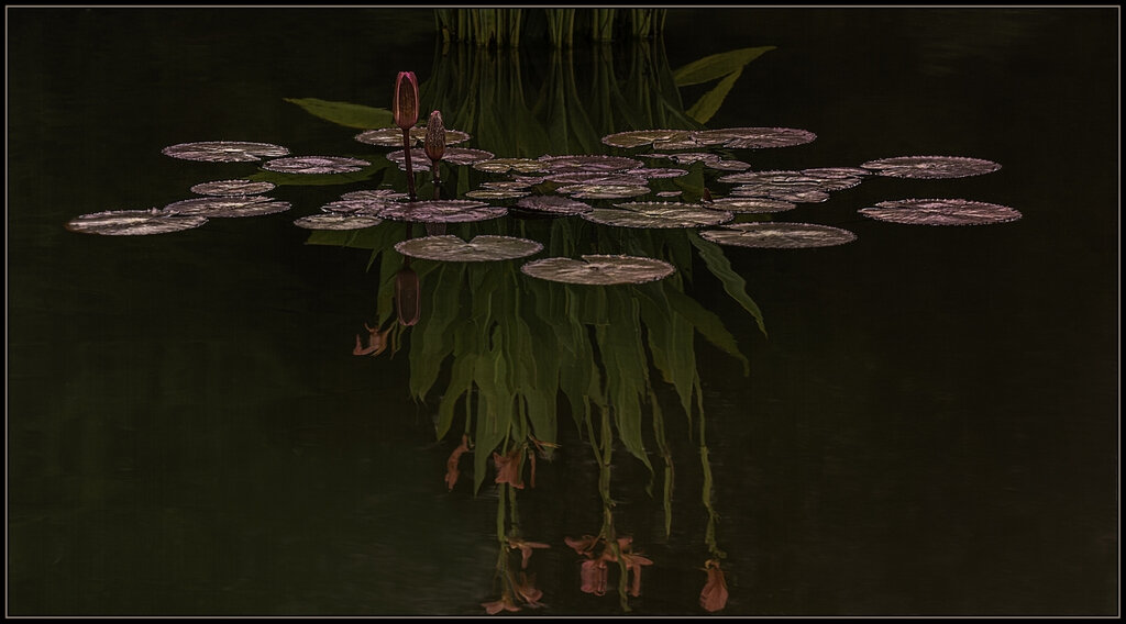 Lillies, Lily Pads and Reflections,	Linda Medine, Louisiana PS,	1st Place