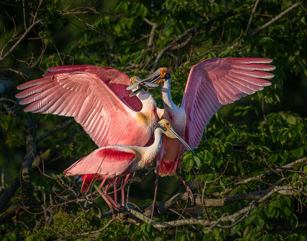  The Battle For Mating Rights, Melany Musso, Lafayette PS,3rd Place 