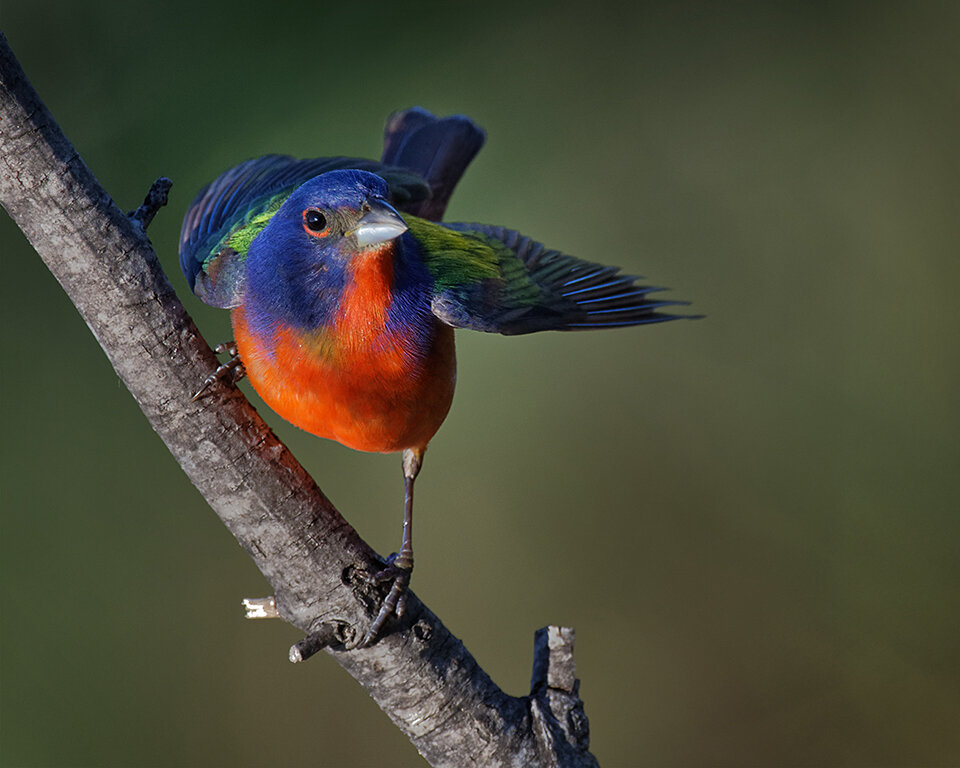  Painted Bunting, Stephen Mayeux, Houston PC, 1st HM 