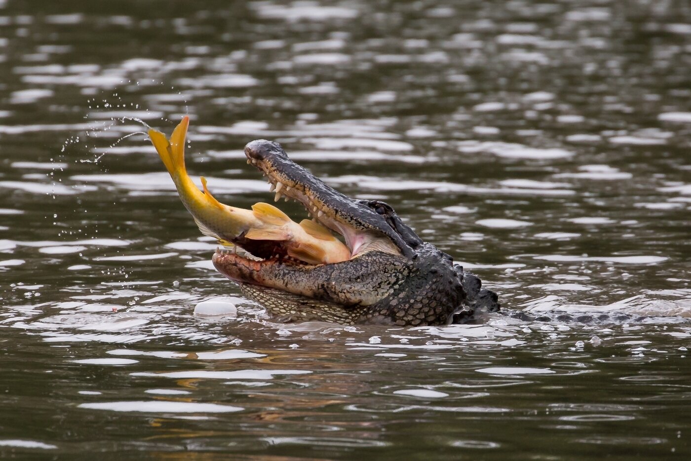 Ahh Fresh Sushi!, Douglas Sandoz, Lafayette Photographic Society, 1st HM