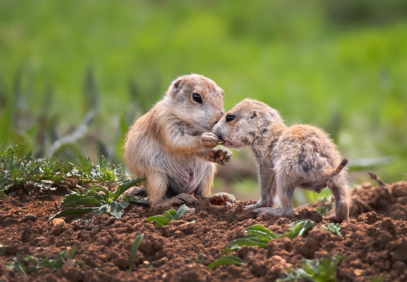 Sharing, Inge Vautrin, Oklahoma Camera Club, 1 HM